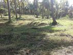 Kurunegala - Coconut Estate for sale