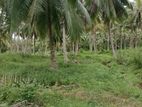 Kurunegala - Coconut Estate for Sale