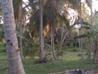 Kurunegala - Coconut Land for Sale