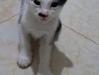 Cats for Kind Home