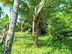kurunegala විකිණීමට ඇති වටිනා පොල් ඉඩමක්