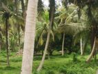කුරුණෑගල, විරඹුගෙදර ආසන්නයෙන් පොල් ඉඩමක් විකිණීමට