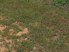 Land for Rent Chavakachcheri