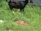 Farm Goat