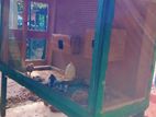 Bird Cage