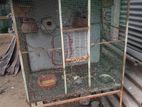 Bird Cage