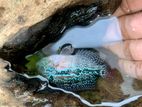 Flower Horn Fish