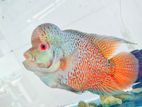 KZZ Flowerhorn fish
