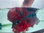 Flowerhorn Fish