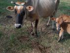කිරි ගවයින්