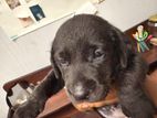 Labrador Puppy