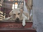 Labrador Puppies