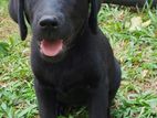 Labrador Puppy