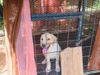 Labrador Female Puppy