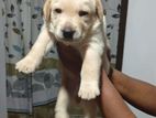 Labardor Golden