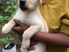 Labrador Puppies