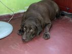 Brown Labrador Dog
