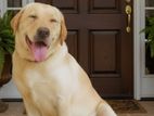 Labrador Dog For Crossing