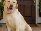 Labrador Dog for Crossing