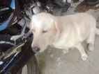 Labrador Dog