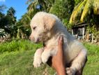 Labrado Puppy