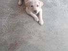 Labradour Puppy