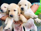 Labrador Puppies