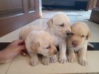 Labdador Puppies