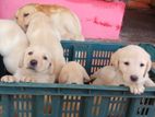 Labdador Puppy