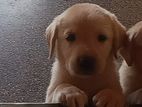 Labdador Puppy