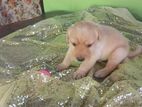 Labrador Puppy