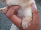 Labrador