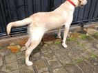 Labrado Male Dog