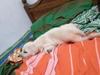 Labrador Puppy