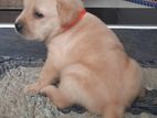 Labrador Puppy