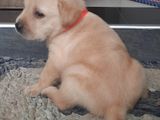 Labrador Puppy