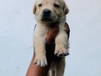 Labrador Puppies