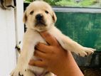 Labrador Puppies
