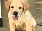 Labrador Puppy