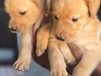 Labrador Puppies