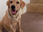 Labrador Dog