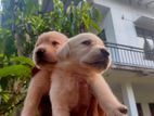 Labrador Puppies