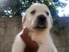 Labrador Puppies