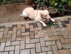 Labrador Dog for Kind Home