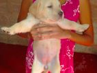Labrador Dog
