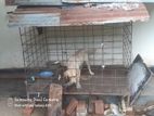 Labrado dog with large iron cage