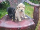 Labrador Puppies