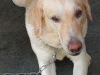 Labrador Female Dog