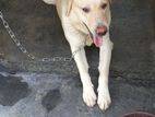 Labrado female dog
