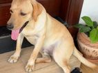 Labrador Dog